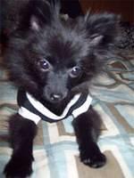 pomeranians