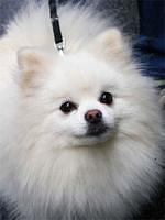 pomeranian dixon