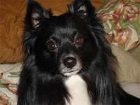 pomeranian epstein