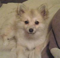 pomeranian henderson