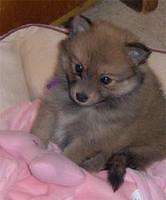 pomeranian hughey