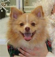 pomeranian mckinney