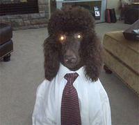 poodle jade