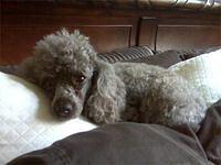 poodle jeannem