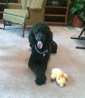 poodle kitty