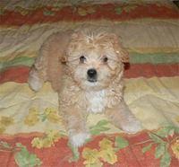 poodle mak