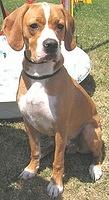 portuguesepointer fawke