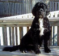 portuguesewaterdogs