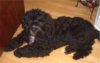 portuguesewaterdog halperin