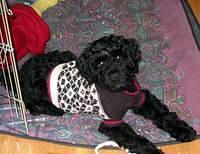 portuguesewaterdog jhill