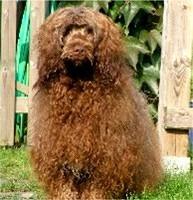 portuguesewaterdog scholz3
