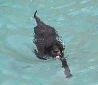 portuguesewaterdog stacey