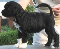portuguesewaterdog svard