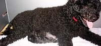 portuguesewaterdog wiley