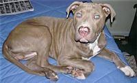 presacanario erwin3