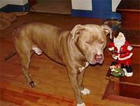 presacanario erwin4