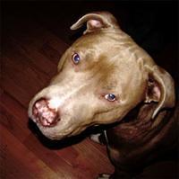 presacanario erwin7