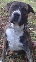 presacanario nermin