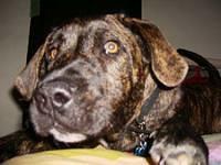 presacanario stanton