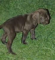 pudelpointer loehrice