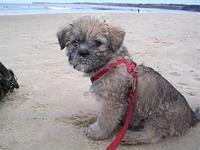 pugapoo davies