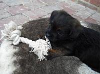 pugapoo elise