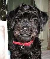 pugapoo wollenberg2