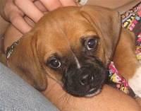 puggles