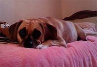 puggle humanik