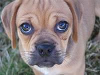 puggle ward