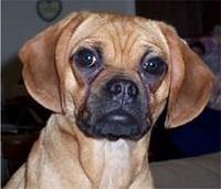 puggle wimberley