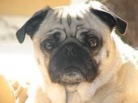 pugs