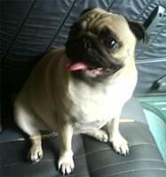 pug george
