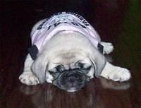 pug grooms
