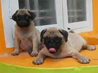 pug liju