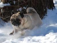 pug mccarthy