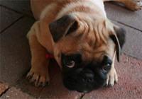 pug peggy