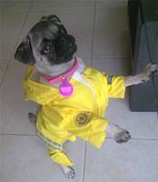 pug perez