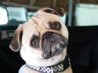 pug williams3