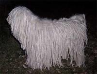 puli