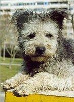 pumi frevy