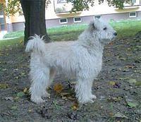 pumi maceekova