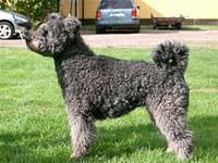 pumi svard