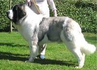 pyreneanmastiff iparragirre