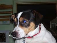 ratterriers