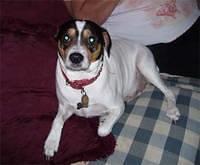 ratterrier madigan