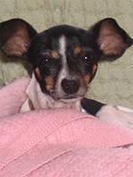 ratterrier shaver
