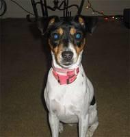 ratterrier venessa
