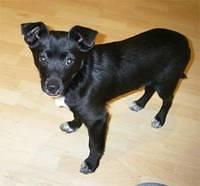 ratterrier yeager