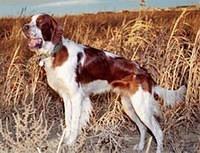 redandwhitesetters